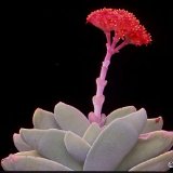 Crassula falcata PR   ÉPUISÉ - OUT of STOCK - AGOTADO